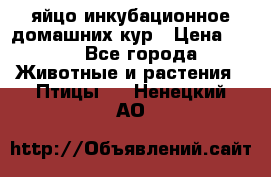 яйцо инкубационное домашних кур › Цена ­ 25 - Все города Животные и растения » Птицы   . Ненецкий АО